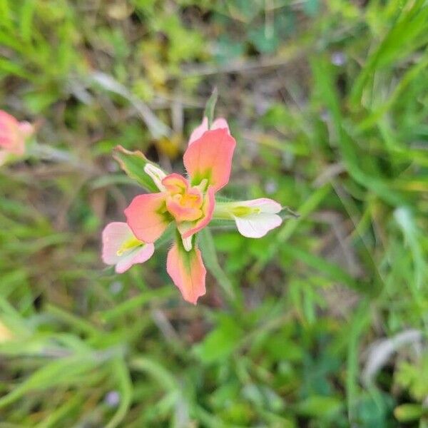 Castilleja indivisa ফুল