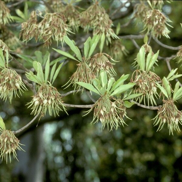 Madhuca cuneata Flor