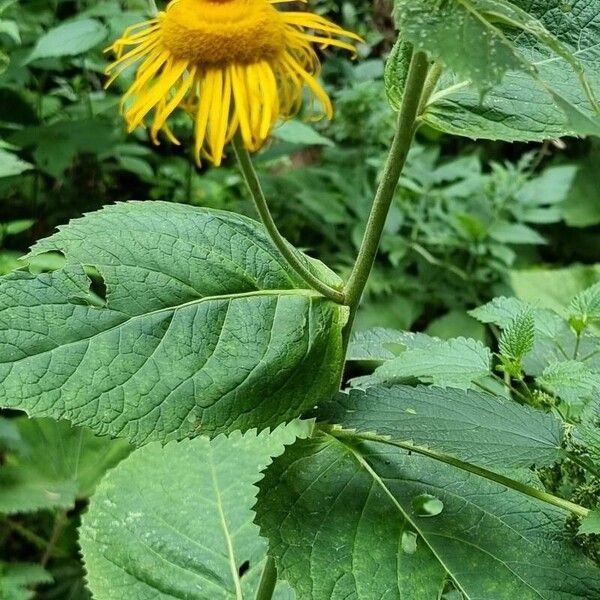 Inula helenium Φύλλο