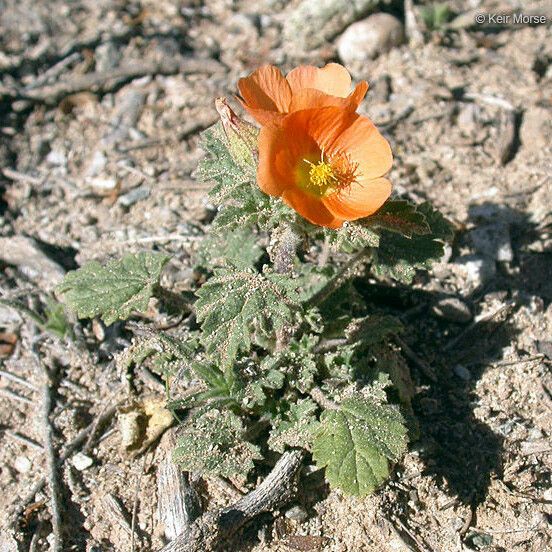 Sphaeralcea coulteri Kwiat