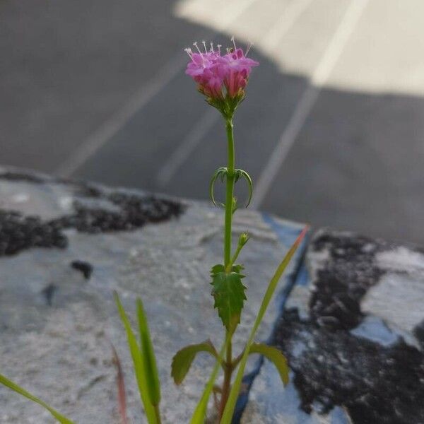 Valeriana macrosiphon Flower