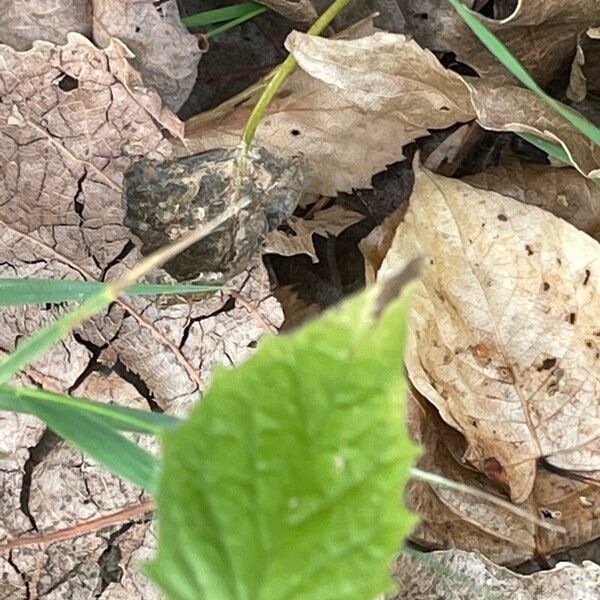 Lapsana communis Leaf