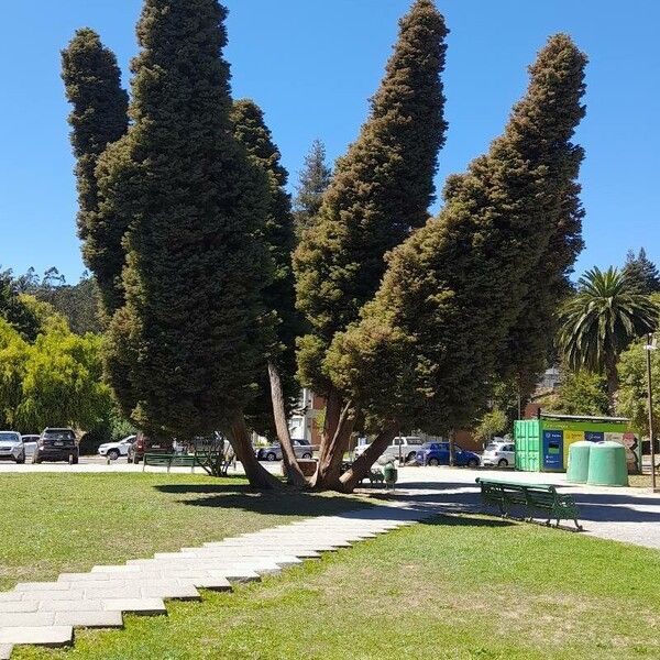 Cupressus sempervirens Лист