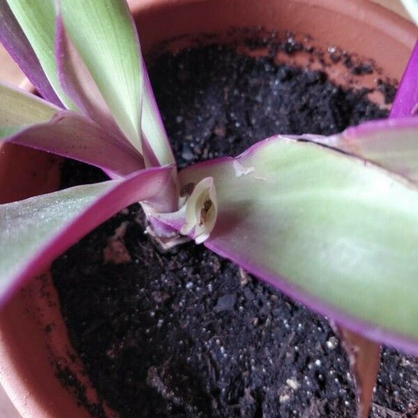 Tradescantia spathacea Flower