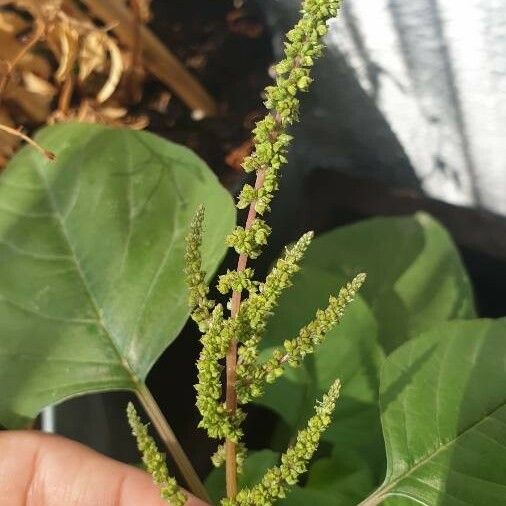 Amaranthus tortuosus Žiedas