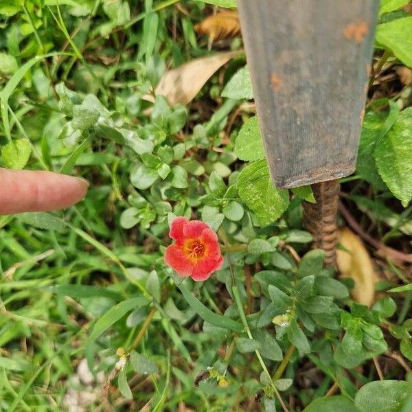 Portulaca umbraticola Flor