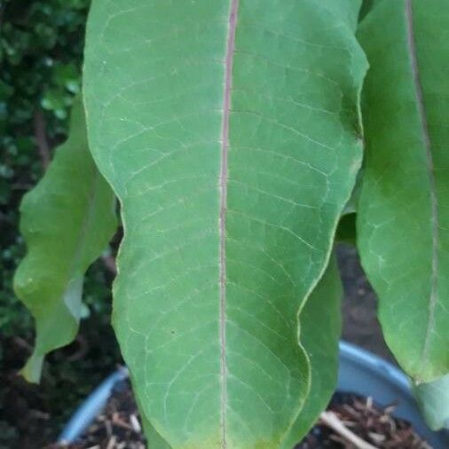 Asclepias variegata Лист