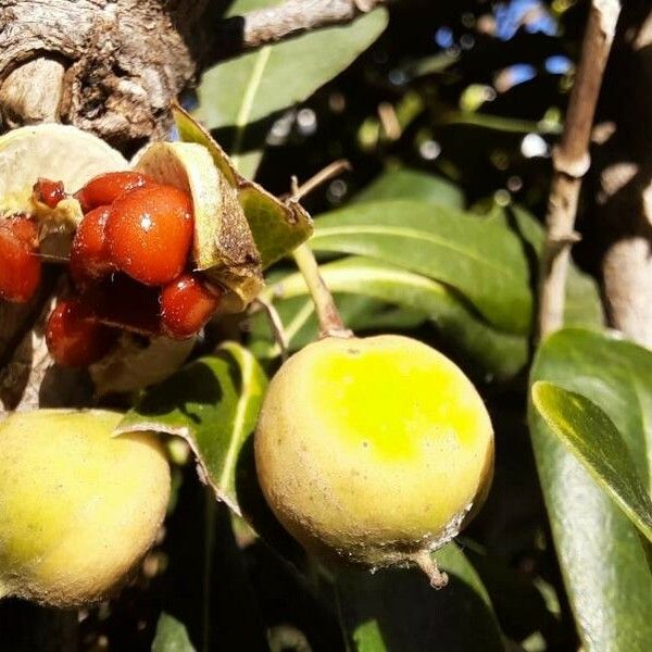 Pittosporum tobira Fruit