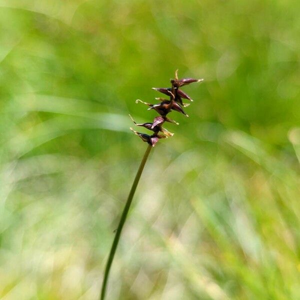 Carex davalliana Kukka