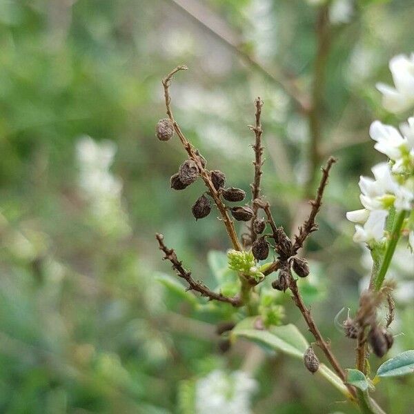 Melilotus albus Fruitua