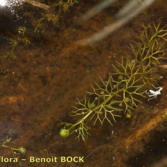 Utricularia ochroleuca Ostatní