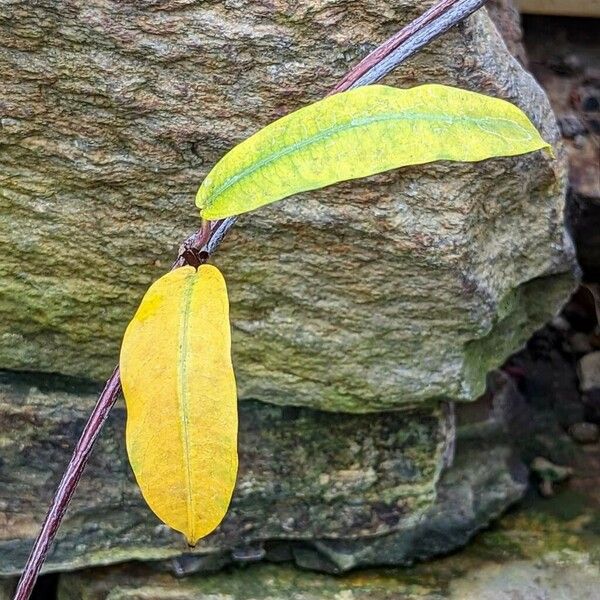Fockea angustifolia Leaf