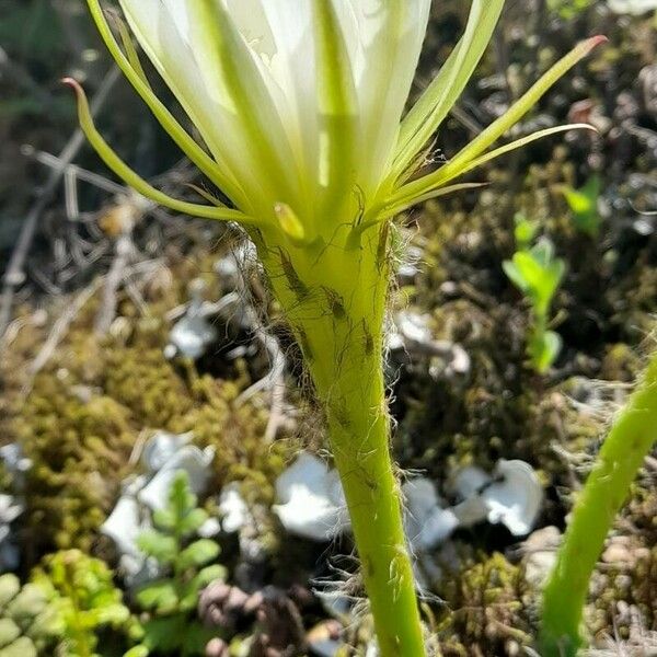 Lobivia ancistrophora Flower