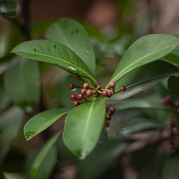 Ardisia elliptica Ovoce