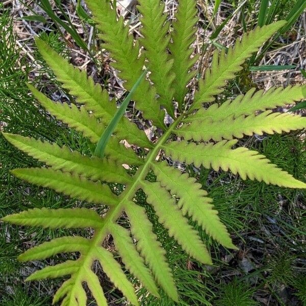 Onoclea sensibilis Leaf