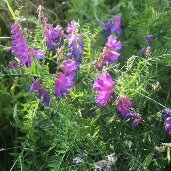 Vicia tenuifolia Цвят