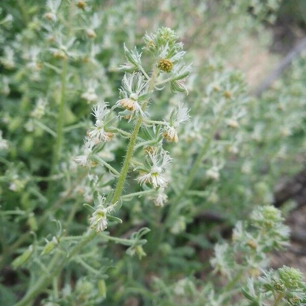 Reseda jacquinii Λουλούδι