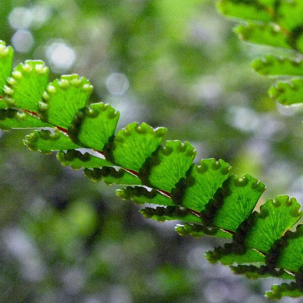 Adiantum hispidulum Fruit