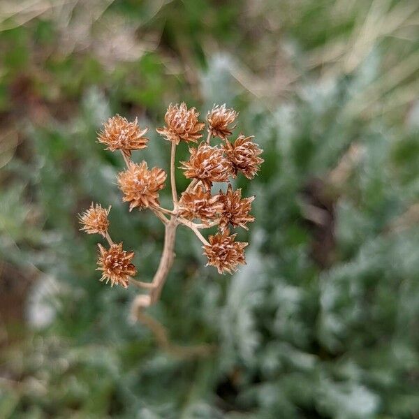 Achillea clavennae Φρούτο