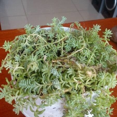 Sedum japonicum Folha