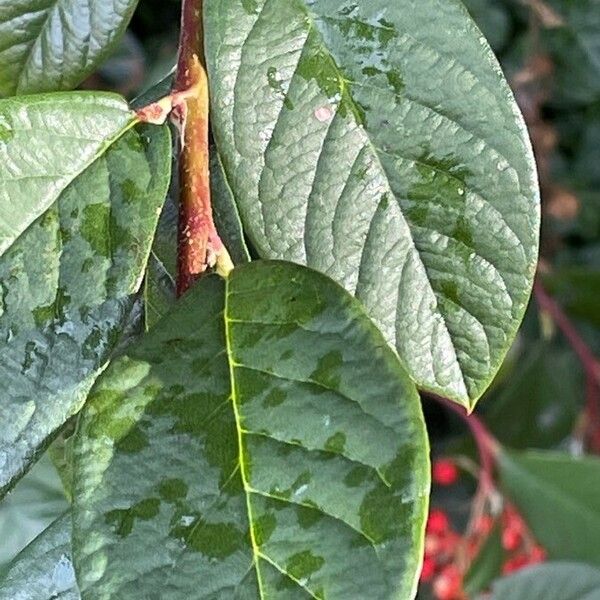 Cotoneaster coriaceus 叶