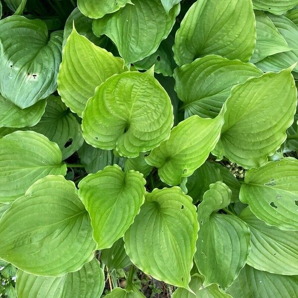 Hosta plantaginea Lapas