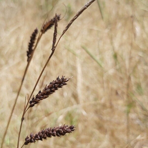 Carex extensa Flower