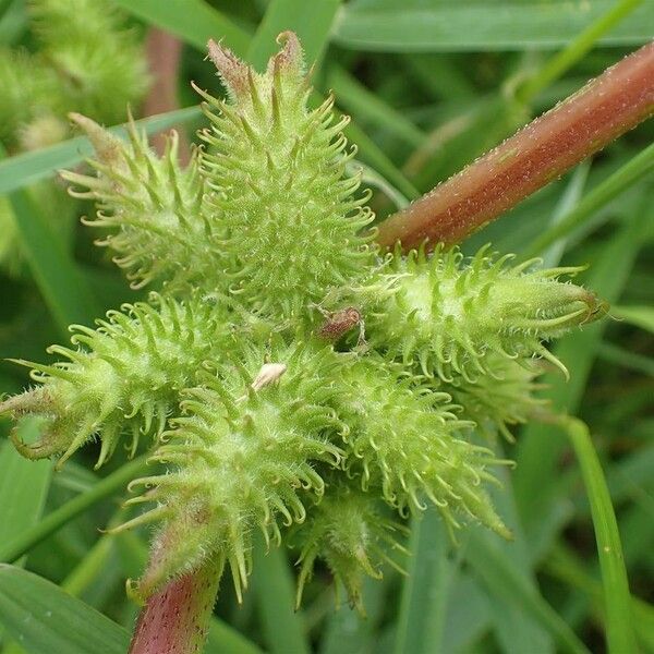 Xanthium orientale Fruit