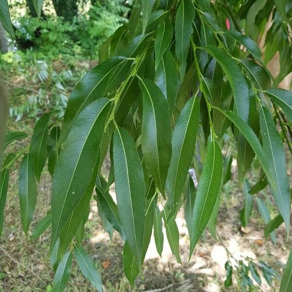 Salix × fragilis Folha