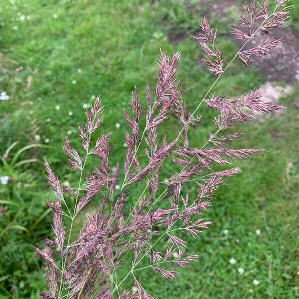 Calamagrostis canescens 花