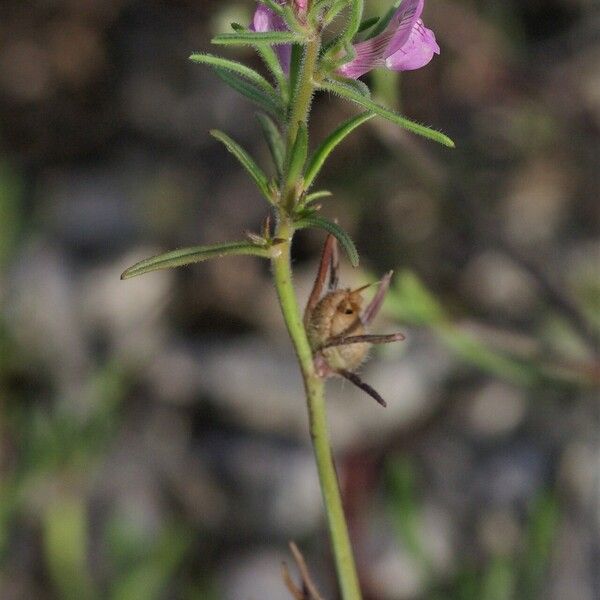 Misopates orontium Habit