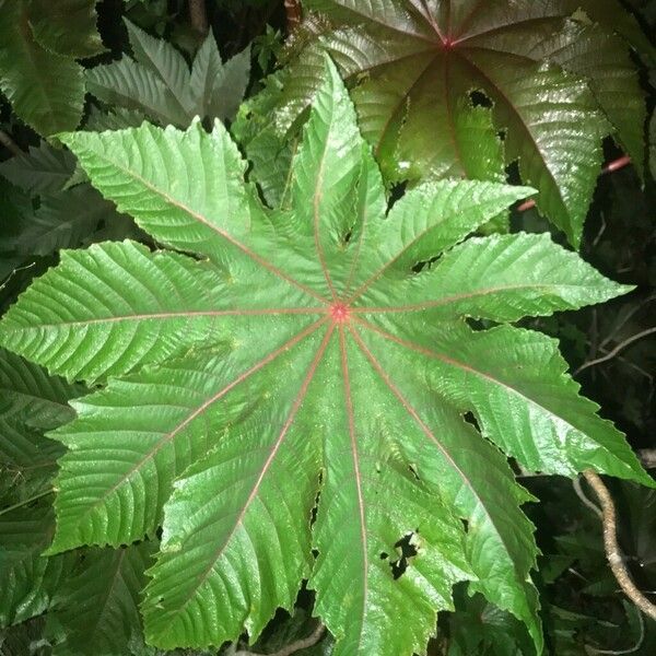 Ricinus communis 葉