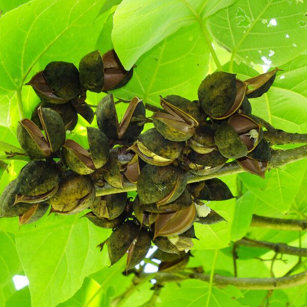 Paulownia tomentosa Fruct