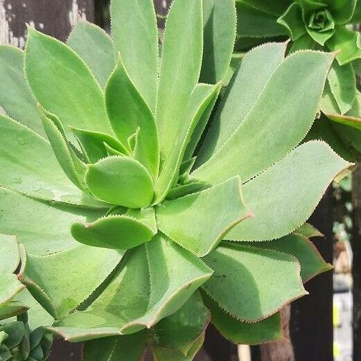 Aeonium percarneum Lapas