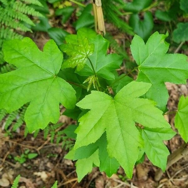 Liquidambar orientalis 叶