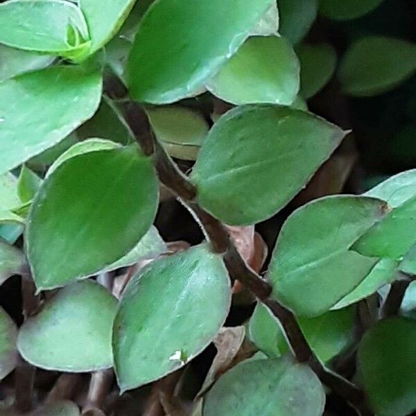 Callisia repens Bark