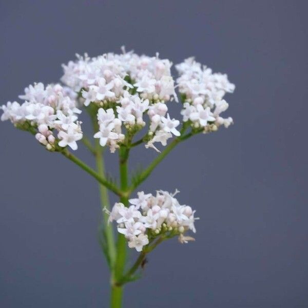 Valeriana dioica Blomst