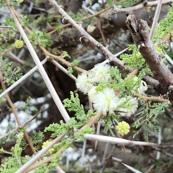 Vachellia etbaica Flower