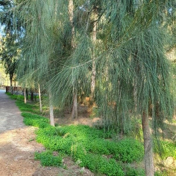 Casuarina cunninghamiana Fuelha