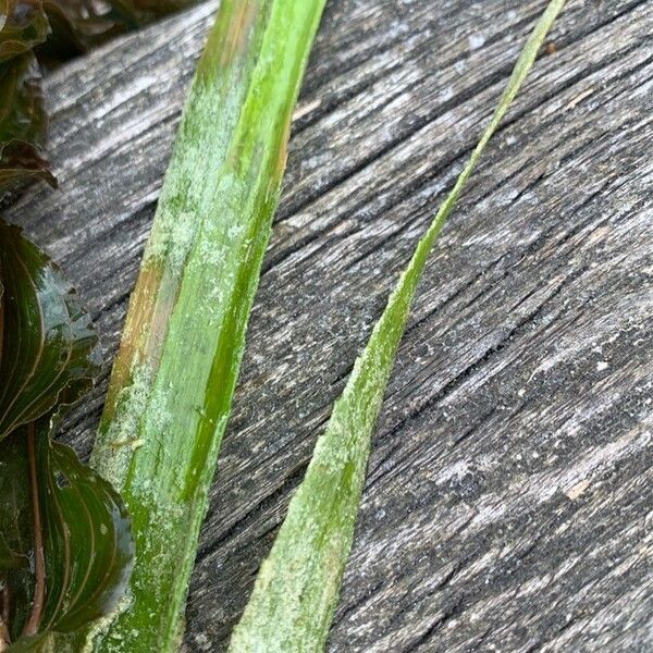 Stratiotes aloides Lapas