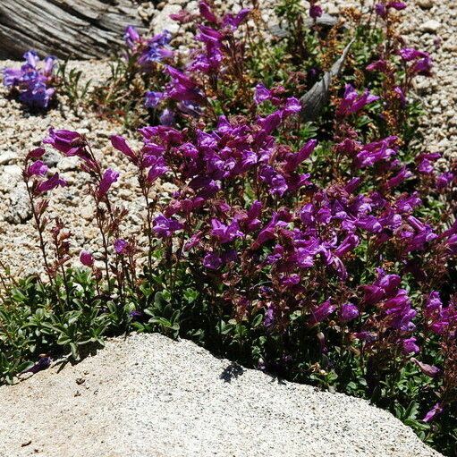 Penstemon davidsonii Habitus