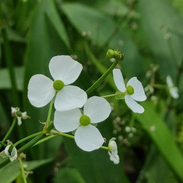 Sagittaria graminea Flower