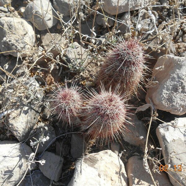 Echinocereus viridiflorus Vivejo