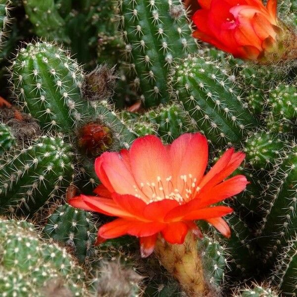 Chamaecereus silvestrii Fiore