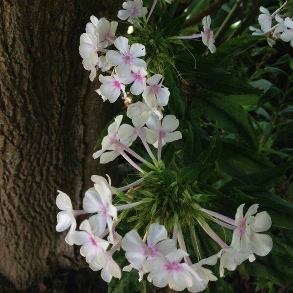 Phlox paniculata Kwiat