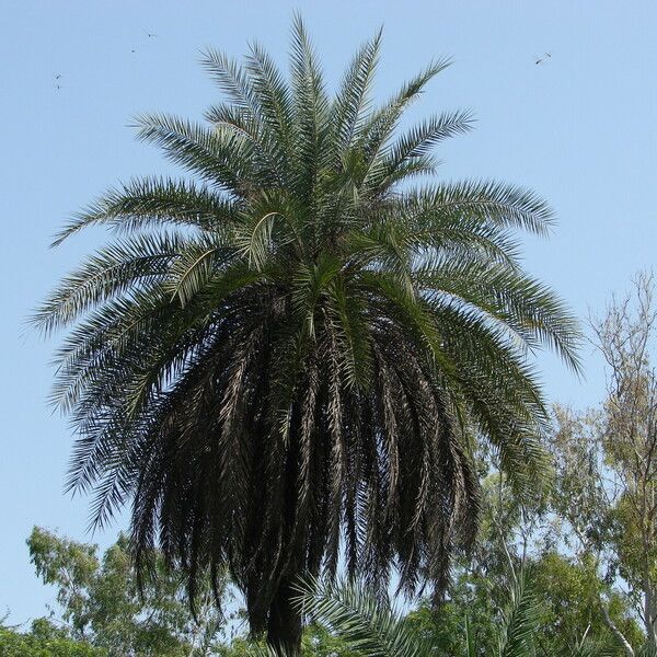 Phoenix sylvestris Blad