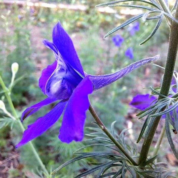 Delphinium ajacis Flor