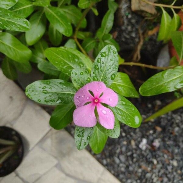 Catharanthus roseus Blomst