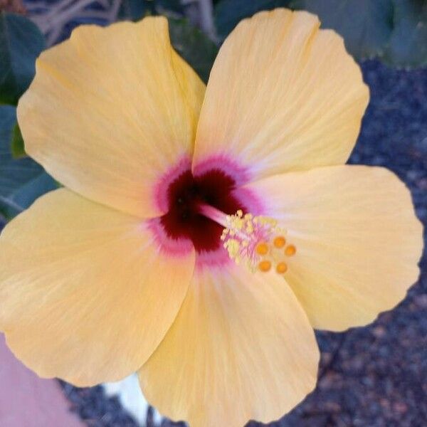 Hibiscus rosa-sinensis Blomst