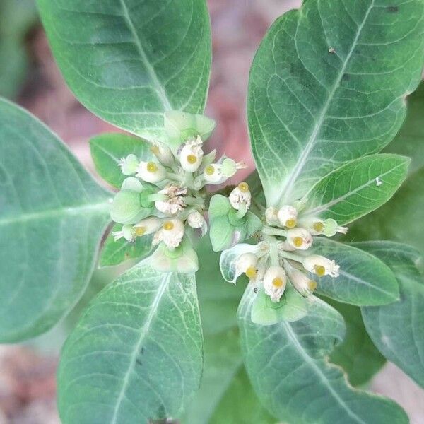 Euphorbia heterophylla Flower